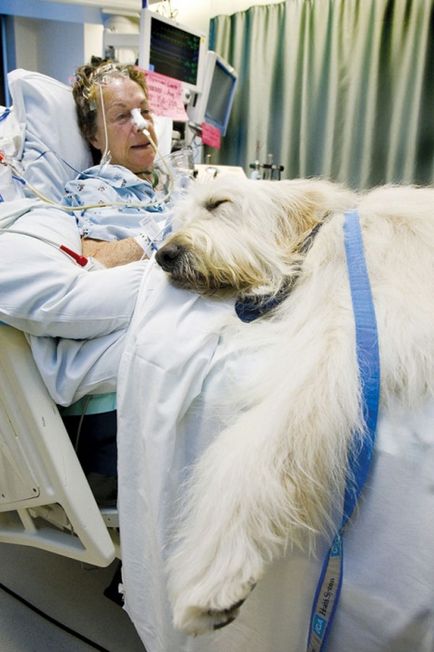 La sănătate, dragostea câinilor și a pisicilor salvează oamenii