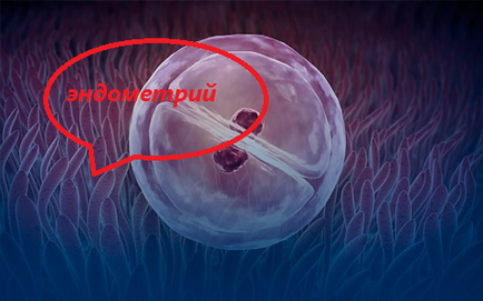 Insuficiența endometrului