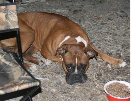 Boxerul german decât puii de hrănire, tratamentul bolilor de câine