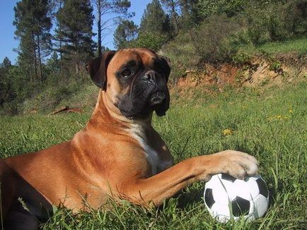 Câine boxer german