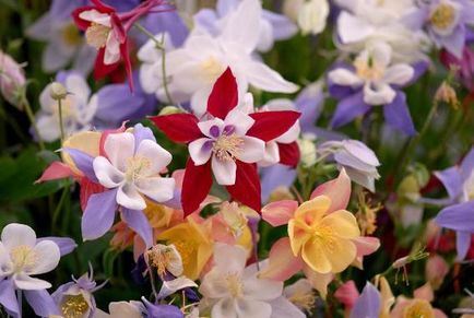 Flori nemaipomenite - perene pentru cabane de vară