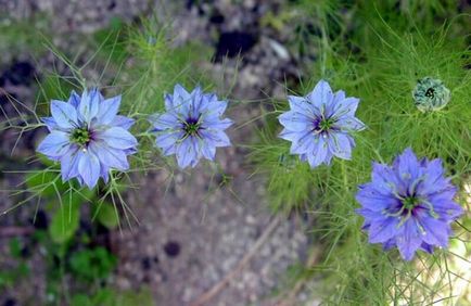 Nigella Damascus növő magot és a palántát módszer nonseedlings