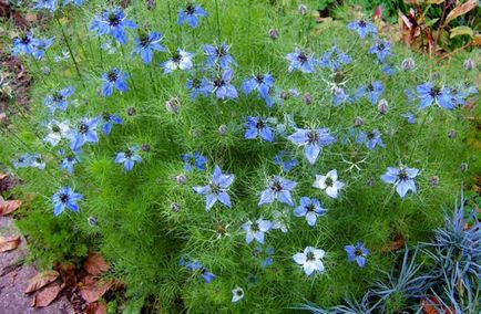 Nigella Damascus növő magot és a palántát módszer nonseedlings