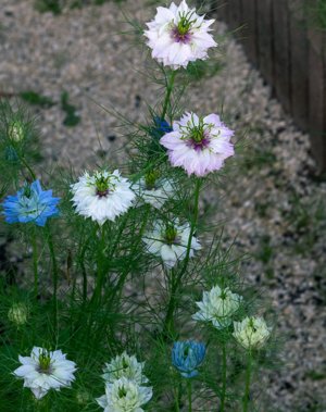 Nigella Damascus növő magot és a palántát módszer nonseedlings