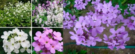 Violet de noapte (veșmintele matronului) îngrijirea florilor, udarea