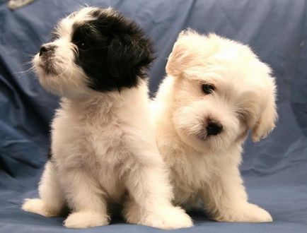 Нові породи маленьких собачок - клуб любителів маленьких собак