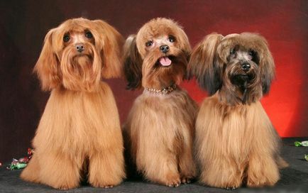 Нові породи маленьких собачок - клуб любителів маленьких собак