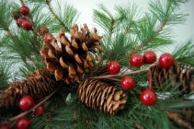 Karácsonyfa vagy fenyő - melyik a jobb, Újév