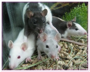 Este necesar să castrați hamsteri de casă, șobolani la alte animale mici