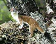 Hermine obișnuită, mustela erminea linnaeus (comună) ermine, biologie, comportament,