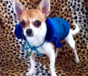 Îmbrăcați sau nu îmbrăcați o Chihuahua