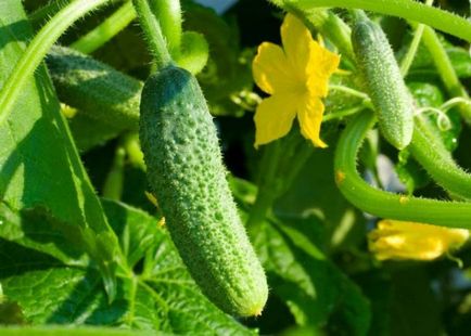 Cucumbers alex f1 fotografie, recenzii, descriere, avantaje, cultivare, video