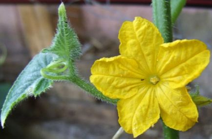 Cucumbers alex f1 fotografie, recenzii, descriere, avantaje, cultivare, video