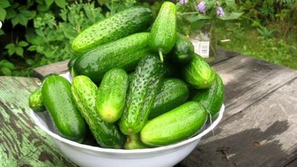 Cucumbers alex f1 fotografie, recenzii, descriere, avantaje, cultivare, video