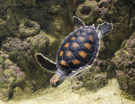 Oceanarul și delfinariul în adler