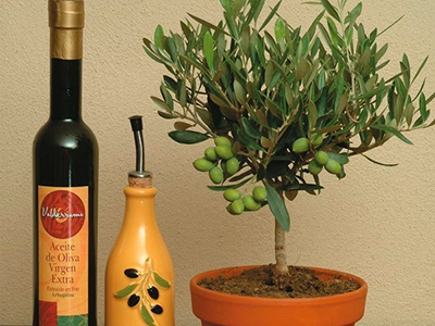 Olive din piatră, casă, grădină, grădină