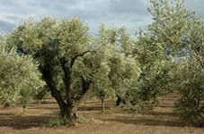 Оливкова олія pomace 1 л (2-й віджим)
