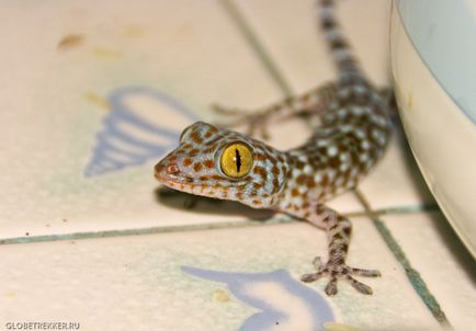 Animale periculoase și inofensive din Thailanda