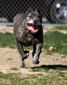 Leírása kutyafajta Dogo Canario (Perro de Canario sajtó)