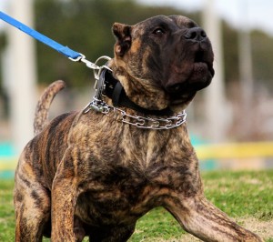 Leírása kutyafajta Dogo Canario (Perro de Canario sajtó)