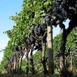Опора для виноградних кущів