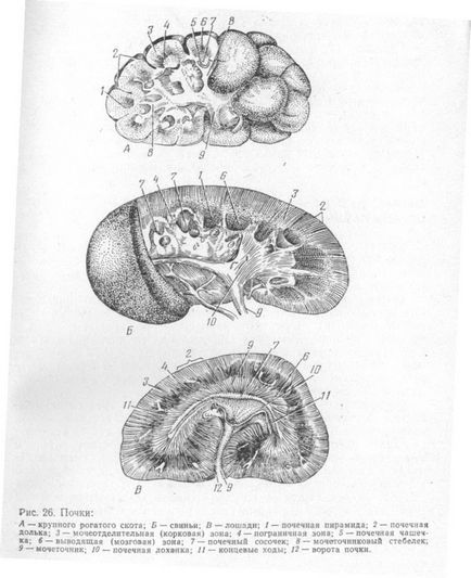 Organe de urinare