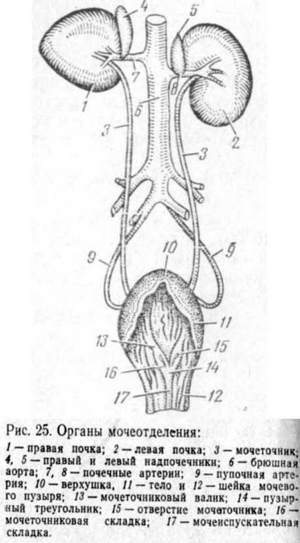 Organe de urinare