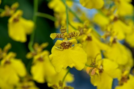 Orchid plantare oncidiu și de îngrijire la domiciliu