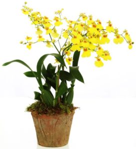 Oncidium орхидея засаждане и грижи в домашни условия