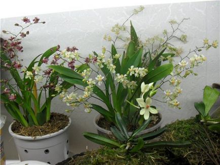 Orchid plantare oncidiu și de îngrijire la domiciliu