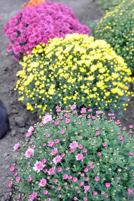 Flori de toamnă selecție de plante și flori, fotografie