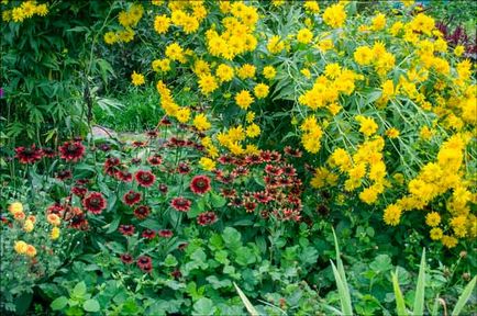 Осіння клумба вибір рослин і квітів, фото