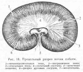 Caracteristicile organelor de urinare a câinilor - totul despre animale