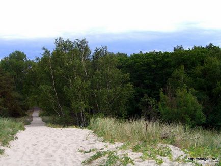 Відгук про самостійну поїздку на Куршськую косу