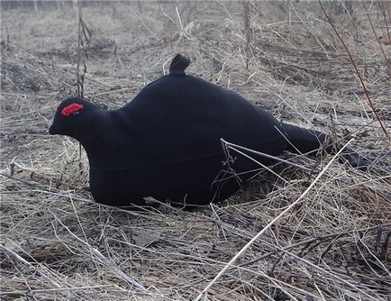 Vânătoare de cocoș negru în toamnă