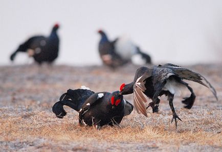 Vânătoare de cocoș negru în toamnă