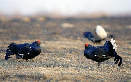 Vânătoare de cocoș negru în toamnă