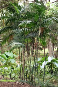 Пальма хамедорея вирощування і догляд в домашніх умовах