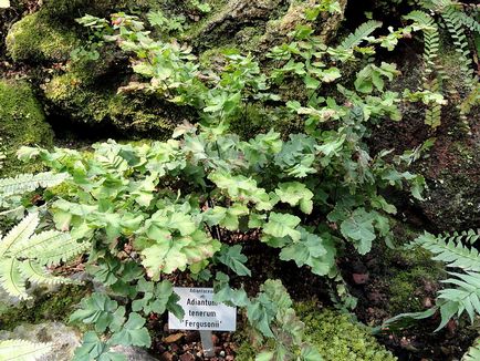 Fern adiantum (păr venen) îngrijire la domiciliu și în aer liber, specie