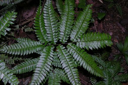 Fern adiantum (păr venen) îngrijire la domiciliu și în aer liber, specie