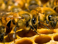 Параліч бджіл - лікування і ознаки