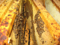 Параліч бджіл - лікування і ознаки