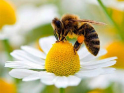 Paralizia albinelor - tratament și semne