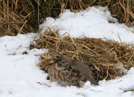 Bătrânul vecin al omului este un pătrunjel gri