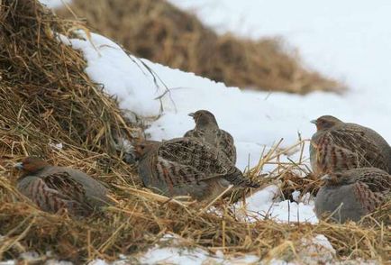 Bătrânul vecin al omului este un pătrunjel gri