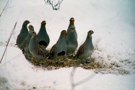 Bătrânul vecin al omului este un pătrunjel gri