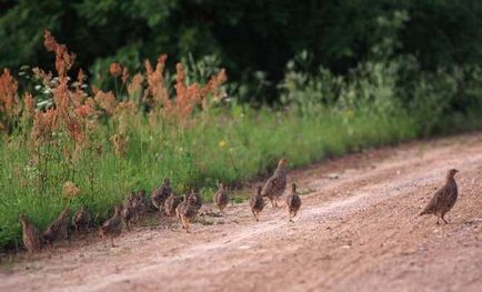 Bătrânul vecin al omului este un pătrunjel gri