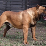 Perro de presa canario