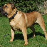 Perro de presa canario