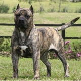 Perro de presa canario